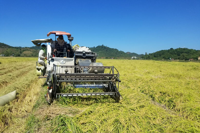 Sản xuất lúa theo tiêu chuẩn VietGAP tăng năng suất, chất lượng và đảm bảo đầu ra cho sản phẩm lúa gạo Đạ Tẻh