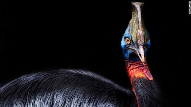 Thế giới sẽ ra sao nếu loài chim tuyệt chủng? » Báo Phụ Nữ Việt Nam