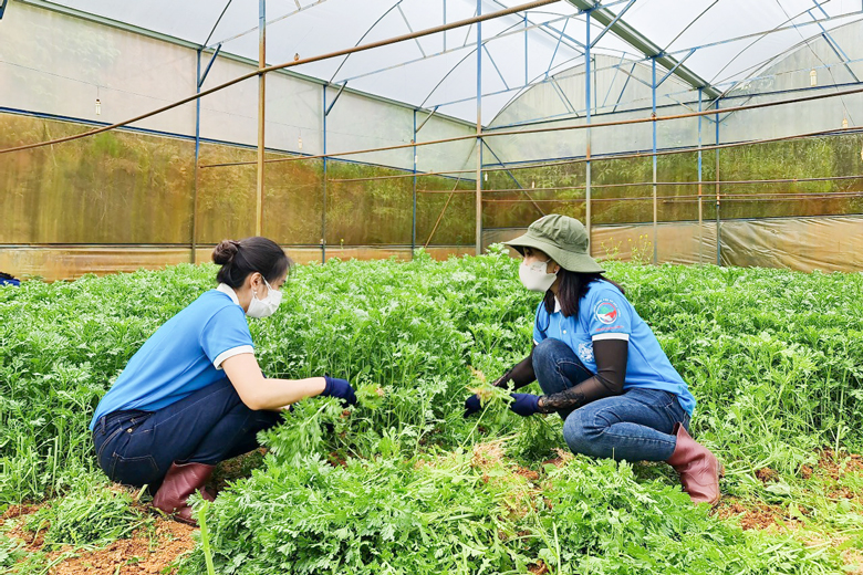 Phụ nữ Đà Lạt tham gia thu hoạch nông sản ủng hộ các tỉnh, thành vùng dịch