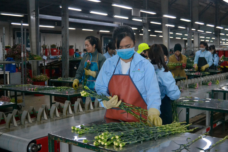 Phụ nữ làm việc tại xưởng đóng gói Dalat Hasfarm