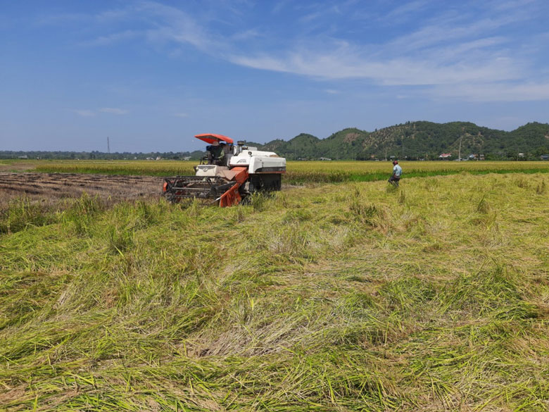 Sau 5 năm, diện tích nếp quýt xã An Nhơn từ 250 ha tăng lên 500 ha, lợi nhuận hàng năm khoảng 100 triệu đồng/ha