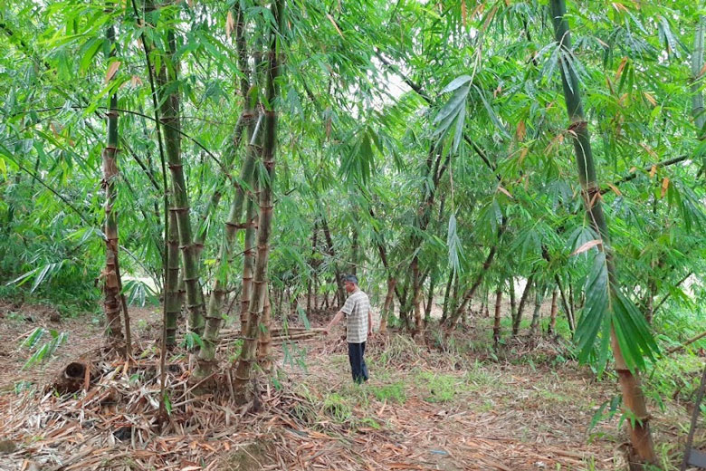 Mô hình trồng tre Mạnh tông của anh Đỗ Quang Hải (xã Đạ Lây) cho thu nhập 400 triệu đồng mỗi năm