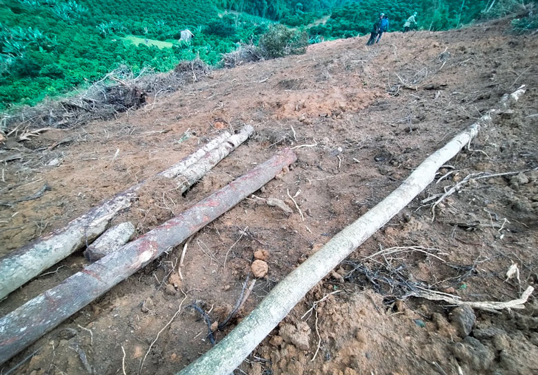 Tăng cường quản lý, bảo vệ rừng ở Di Linh