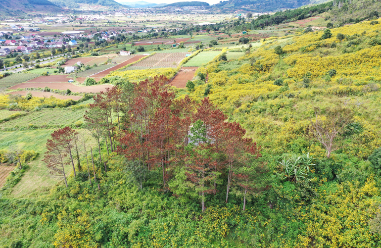 Theo nhận định của cơ quan chức năng, các đối tượng phá hoại rừng thông là nhằm lấy đất làm nương rẫy