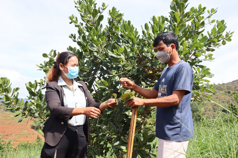 Đảng viên K’Khoẹt (thôn Bê Đê, xã Đồng Nai Thượng) đi đầu làm gương trong chuyển đổi cây trồng