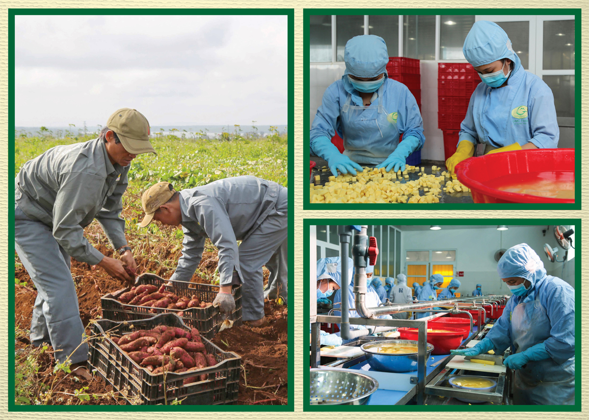 Thế mạnh chủ lực của Công ty Cổ phần Viên Sơn là trồng và chế biến khoai lang giống Nhật theo quy trình khép kín, đáp ứng các thị trường tiêu thụ cao cấp trong nước và xuất khẩu