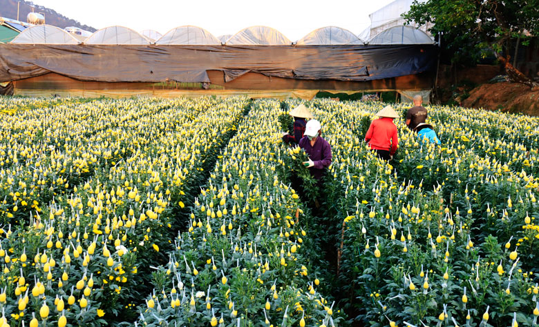 Thu hoạch hoa cúc ở làng hoa Thái Phiên. Ảnh: Võ Trang
