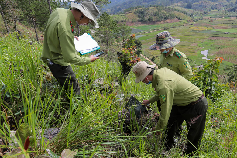 Chi cục Kiểm lâm đang tiếp tục phối hợp với Công an tỉnh Lâm Đồng khám nghệm hiện trường cưa hạ hàng trăm cây rừng tại Tiểu khu 267C ngày 5/12