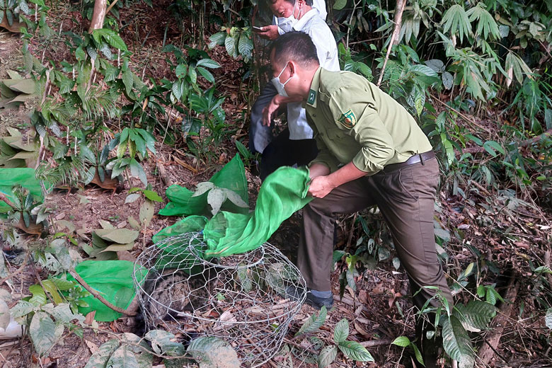 Cơ quan chức năng huyện Đạ Tẻh tiến hành thả động vật thuộc nhóm IIB về rừng 