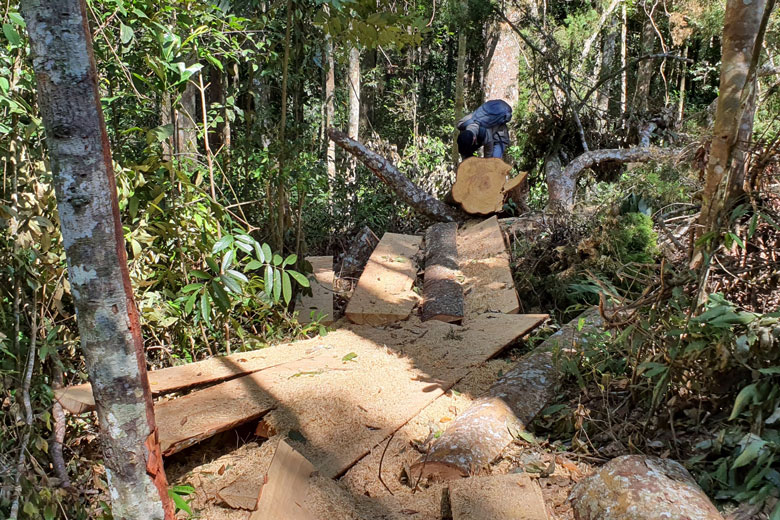 Để mất rừng, nhiều cán bộ kiểm lâm bị điều chuyển công tác