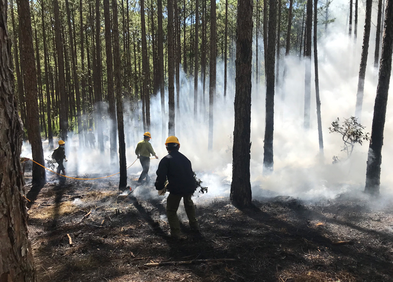 Diện tích rừng bị thiệt hại do cháy giảm 93,2% trong năm 2021