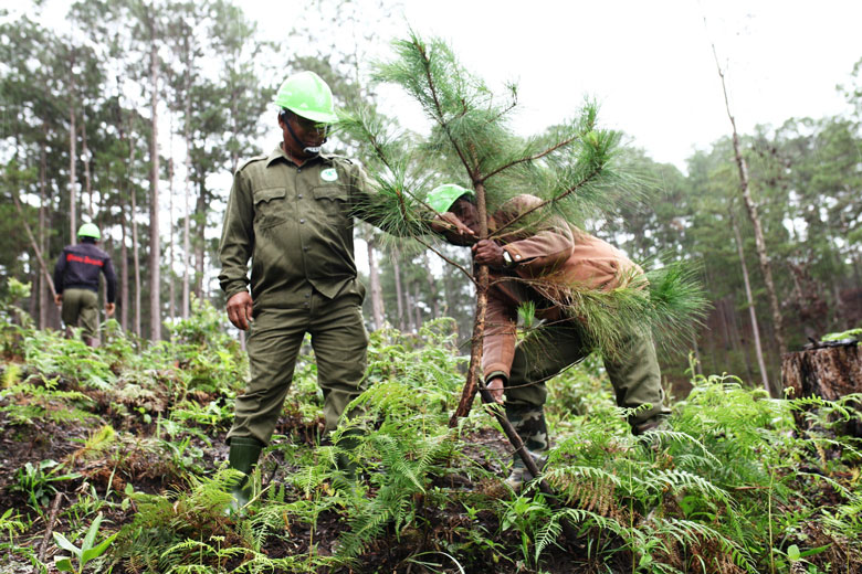 Trên những diện tích rừng bị phá, Ban QLRPHĐN Đa Nhim đã nhanh chóng tiến hành giải tỏa và trồng lại rừng, khoanh nuôi tái sinh