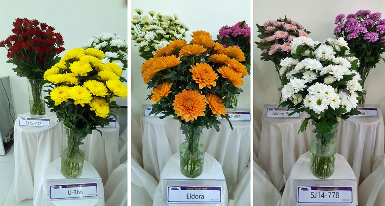 Một số giống hoa cúc Hàn Quốc đã ươm và trồng khảo nghiệm tại Trường Đại học Đà Lạt.