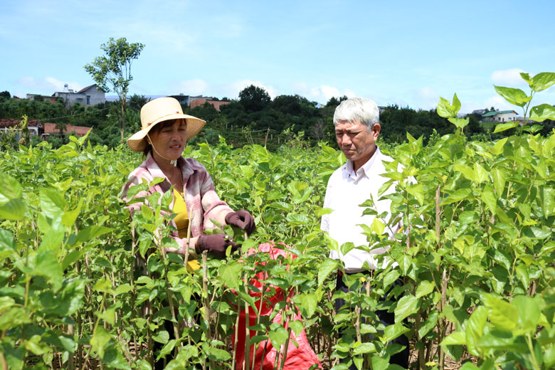 Từ các nguồn vốn vay hỗ trợ, Lâm Hà phát triển trồng dâu nuôi tằm ở nhiều địa phương để người dân tăng thu nhập kinh tế trong gia đình.