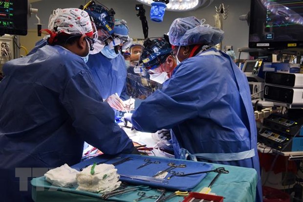 Các bác sỹ tiến hành ca phẫu thuật ghép tim lợn cho bệnh nhân tại Baltimore, bang Maryland, Mỹ ngày 7/1/2022