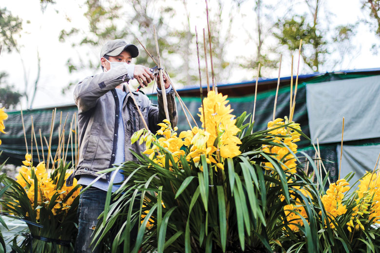 Hoa lan (địa lan, hồ điệp, lan rừng) là thế mạnh thị trường hoa Lâm Đồng được bày bán nhiều nhất. Năm nay địa lan nở sớm khoảng 40-50% và giá cả không tăng so với mọi năm