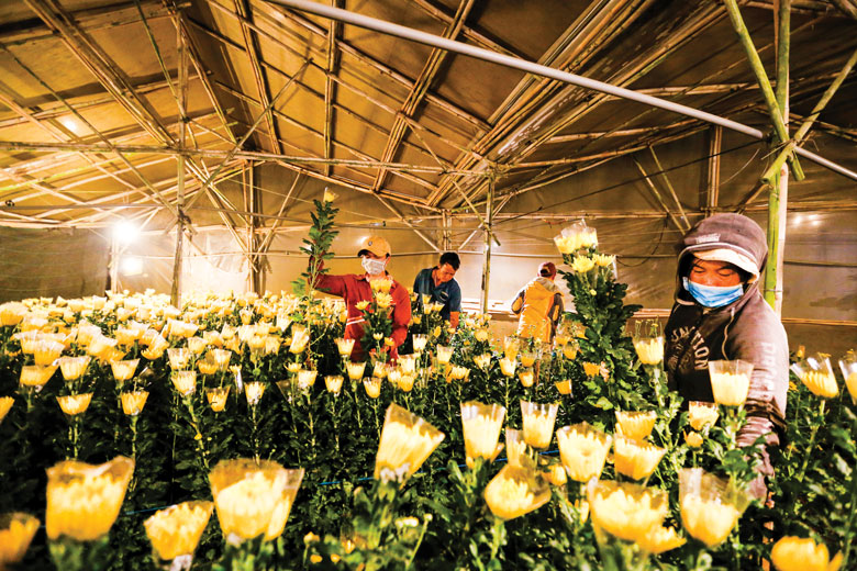 Người dân làng hoa Thái Phiên thu hoạch cúc kim cương, để chuyển xuống TP Hồ Chí Minh tiêu thụ tối 23 tháng Chạp. Hầu hết hoa lily tại Đà Lạt được các nhà vườn xuất bán xuống thị trường Tết tại TP Hồ Chí Minh