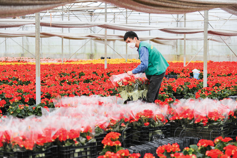 Tại trang trại hoa lớn nhất Lâm Đồng, Công ty TNHH Dalat Hasfarm cho biết, dịp Tết Nguyên đán 2022 đã chuẩn bị 10 triệu cành hoa các loại và 1,6 triệu chậu hoa được trồng tại các nông trại trên địa bàn tỉnh