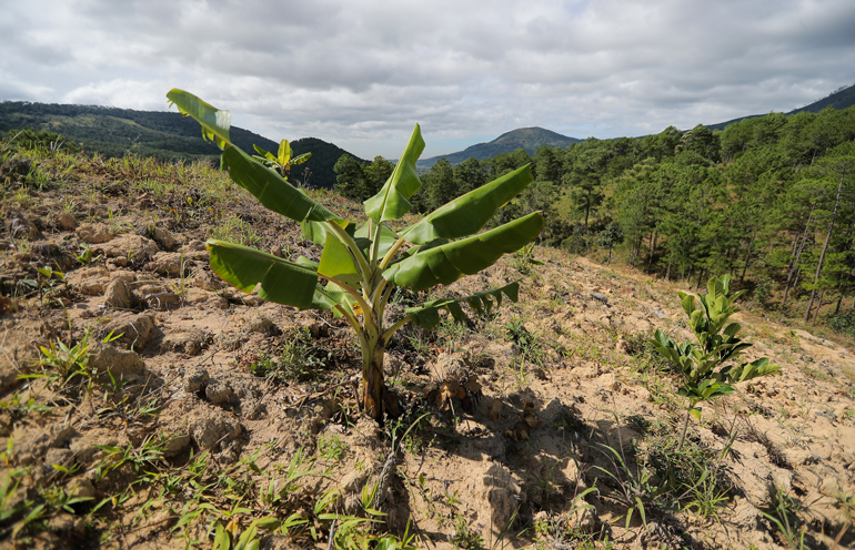 Các đối tượng tái lấn chiếm trồng cây nông nghiệp trên đất rừng thuộc Tiểu khu 268