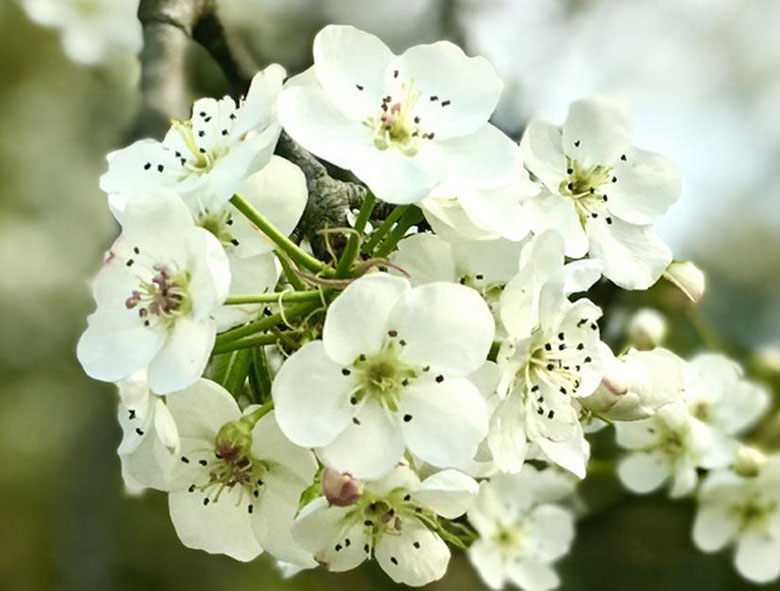 Hoa Lê là loài hoa đặc trưng của vùng xã Hồng Thái (Na Hang), nở rộ vào cuối tháng 2, những bông hoa kết với nhau thành chùm, kéo dài từ 2 đến 3 tuần.