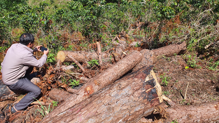 Đà Lạt: Bắt quả tang đối tượng phá rừng phòng hộ