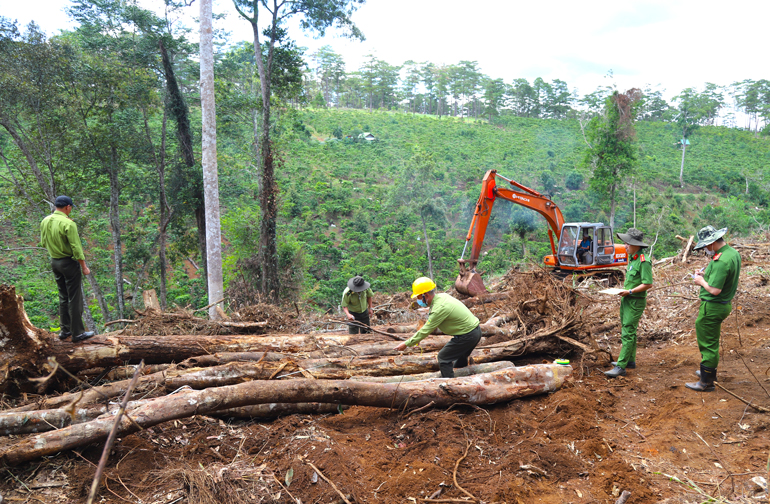 Cơ quan chức năng huyện Bảo Lâm tiến hành khám nghiệm hiện trường vụ phá rừng tại Tiểu khu 613 (xã Lộc Phú, huyện Bảo Lâm)
