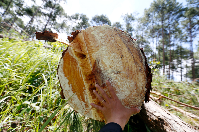 Hiện trường vụ phá rừng thông tại Tiểu khu 267C tại huyện Đức Trọng trong tháng 2/2022