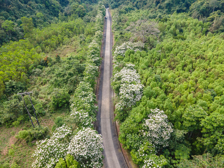 Cung đường Hồ Chí Minh nhánh Tây qua xã Hướng Lập (Hướng Hóa) trắng rực hoa trẩu.