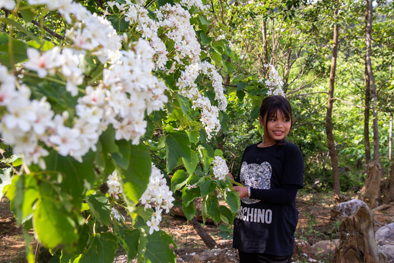 Tranh thủ chiều cuối tuần, Hồ Thị Diệp chạy xe dọc đường Hồ Chí Minh ngắm hoa trẩu, tìm bóng mát ngồi chơi. Diệp nói hoa trẩu nở trắng muốt cả cây, nhìn rất đẹp nên nhiều người thích thú. 