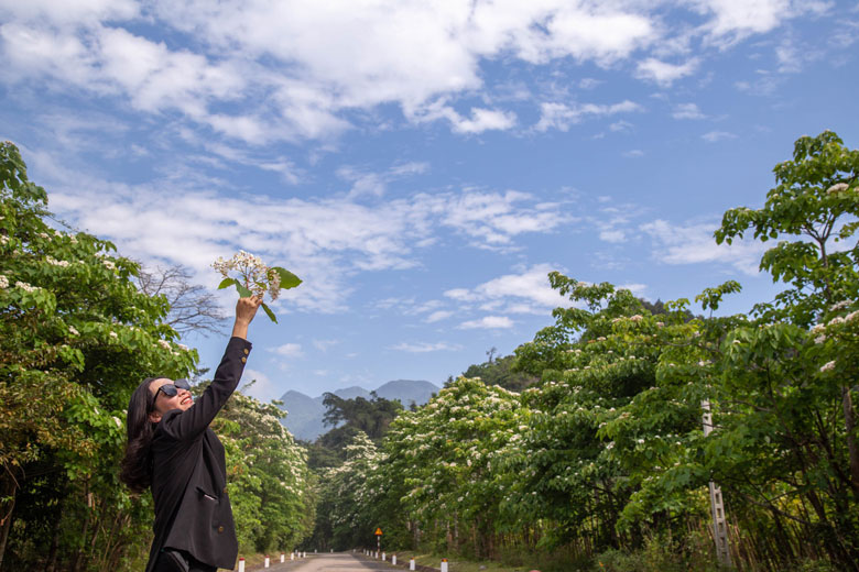 Từng công tác ở huyện miền núi, chị Nguyễn Thùy Linh (TP Đông Hà) cho hay rất thích màu trắng hoa trẩu. Biết hoa trẩu nở rộ, chị cùng những người bạn đã vượt 100 km từ thành phố để ngắm cảnh bình yên của bản làng.