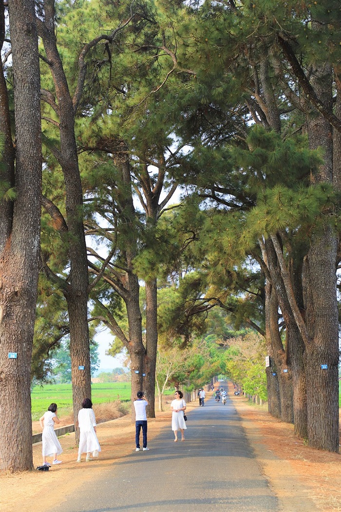 Từ lâu được nhiều khách du lịch biết đến với những bức ảnh chếch in tuyệt đẹp, được ví von là “con đường Hàn Quốc” ở Gia Lai