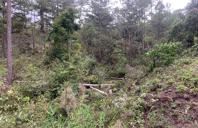 Hiện trường vụ phá rừng phòng hộ tại Tiểu khu 148A