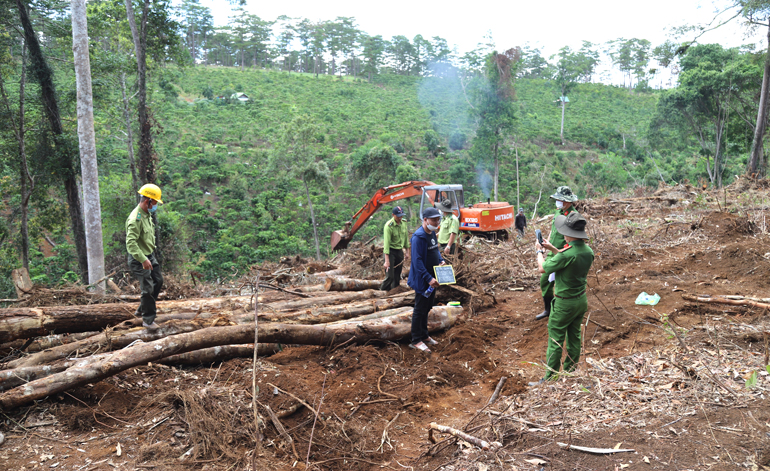 Cơ quan chức năng khám nghiệm hiện trường vụ phá rừng tại Tiểu khu 613 (xã Lộc Phú, huyện Bảo Lâm)