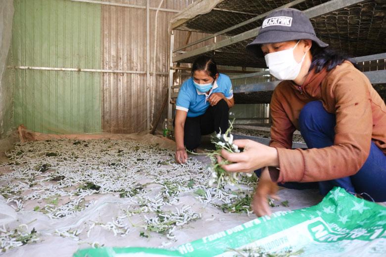 THT trồng dâu nuôi tằm chuyên phân phối vật tư nông nghiệp, cung ứng con giống, thu mua kén của Hội LHPN Đạ M’rông