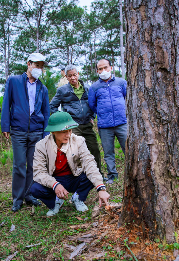 Chủ tịch UBND tỉnh Lâm Đồng Trần Văn Hiệp kiểm tra công tác quản lý bảo vệ rừng, trồng rừng ở xã Đa Nhim, Lạc Dương