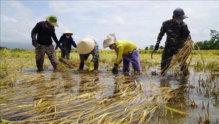 Mưa lớn bất thường khiến nhiều ha lúa Đông Xuân tại Bình Định bị ngã đổ, ngập úng