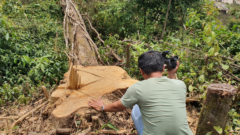 Hiện trường vụ rừng giáp ranh hai huyện Đam Rông - Lạc Dương bị cưa hạ trái phép