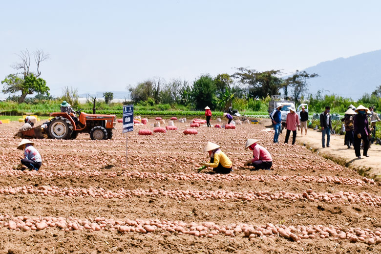 Giống khoai tây TK 15.80 đạt năng suất và giá trị kinh tế cao ngay từ vụ mùa chuyển đổi đầu tiên tại xã Lạc Xuân, Đơn Dương