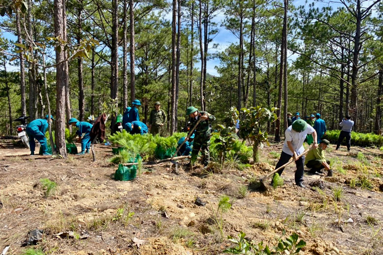 Xã Hiệp An (huyện Đức Trọng) tiến hành trồng khoảng 5 ha rừng tại các khu vực rừng bị tác động ở Tiểu khu 267C 