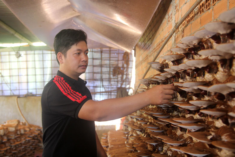 Anh Nguyễn Đức Thắng thành công với mô hình trồng nấm, thu về tiền tỷ mỗi năm