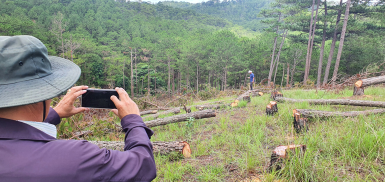 Rừng thông thuộc đối tượng rừng phòng hộ Lâm Viên bị cưa hạ không thương tiếc