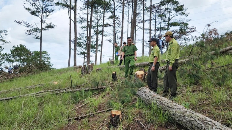 Đà Lạt: Khẩn trương điều tra, công khai vụ phá rừng phòng hộ Lâm Viên