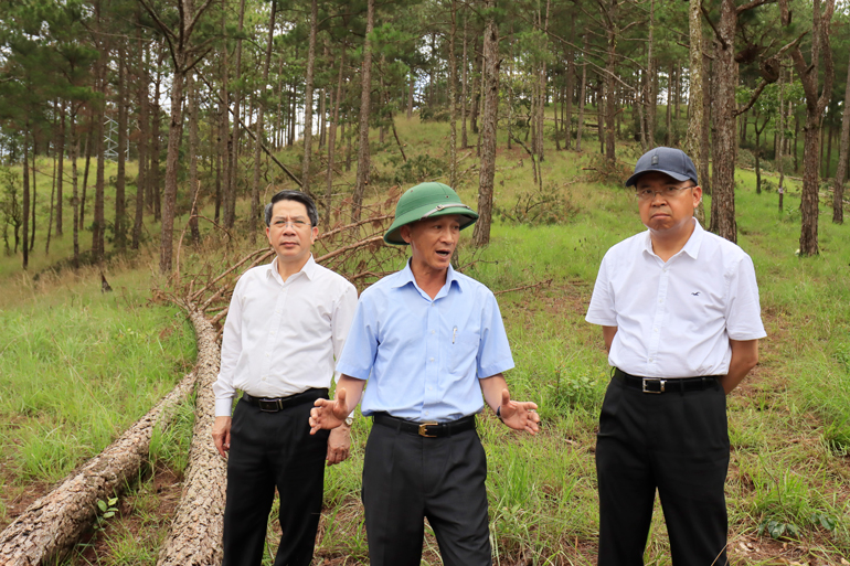 Chủ tịch UBND tỉnh Lâm Đồng Trần Văn Hiệp kiểm tra hiện trường, chỉ đạo xử lý vụ rừng thông Đà Lạt bị cưa hạ trái phép