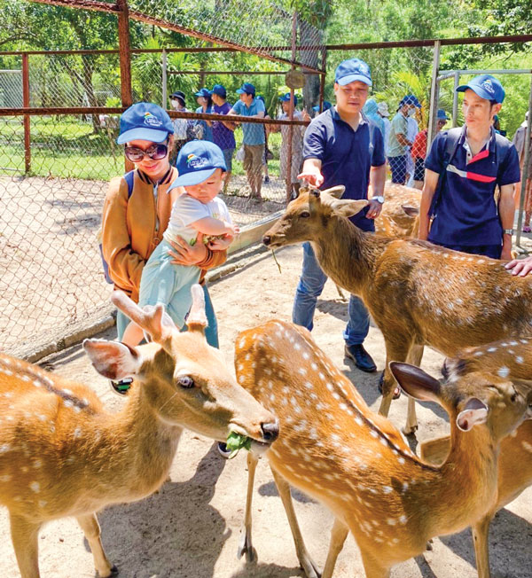 Những chú hươu thân thiện với khách du lịch trong đảo Hoa Lan