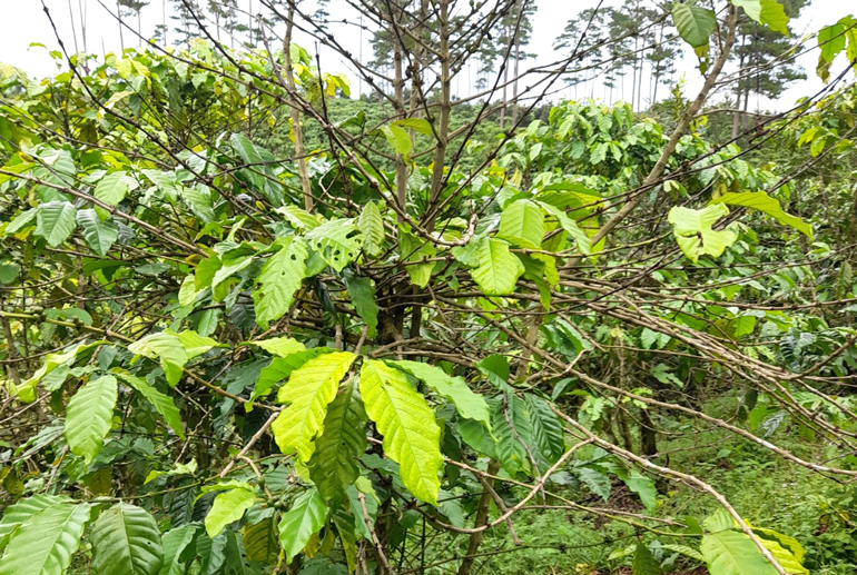 Bảo Lâm: Tập trung làm rõ các vườn cà phê của người dân bị vàng lá, rụng trái sau khi bón phân