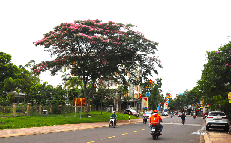 Chớm hè, phượng hồng khoe sắc trên đường phố Bảo Lộc