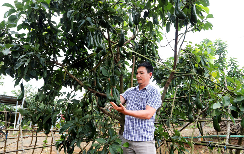 Nhờ đa dạng các loại cây trồng, đời sống của người dân vùng đồng bào DTTS huyện Bảo Lâm không ngừng được cải thiện, nâng cao