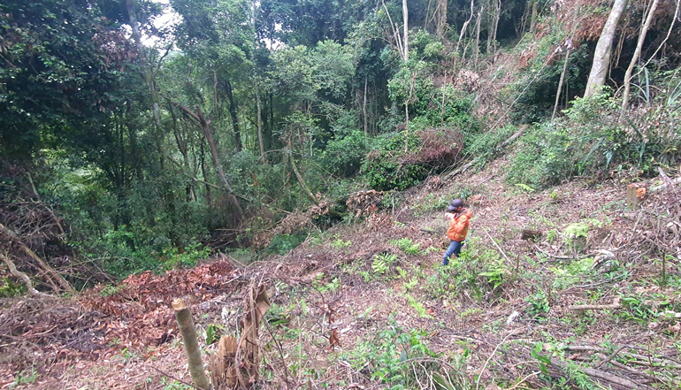 Hiện trường vụ phá rừng tại tiểu khu 158C