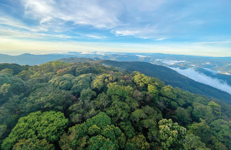 Lâm Đồng có nguồn tài nguyên rừng phong phú. Ảnh: Chính Thành