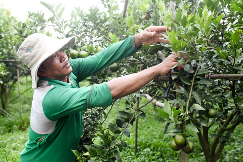 Những năm gần đây, nông dân trong huyện Cát Tiên đã tích cực chuyển đổi cơ cấu cây trồng thành vườn cây ăn trái cho thu nhập cao